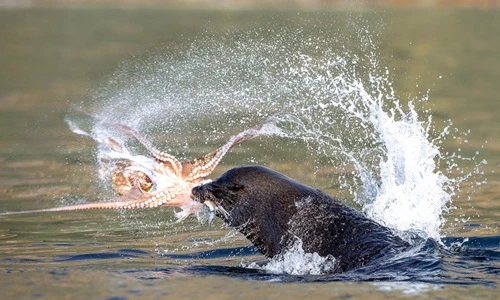 Sư tử biển "nổi điên" cắn xé bạch tuộc nát tươm