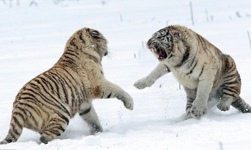 Rùng rợn chị em hổ trắng cắn xé nhau trên tuyết