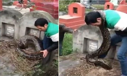 Những vụ bắt được trăn khổng lồ chấn động ở Việt Nam