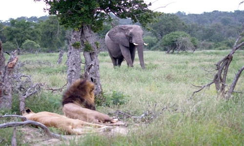 Cậy lớn, voi uy hiếp đôi vợ chồng sư tử vừa mây mưa