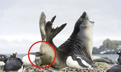 Những hình ảnh độc lạ của động vật hoang dã