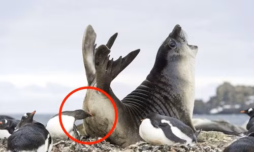 Những hình ảnh độc lạ của động vật hoang dã