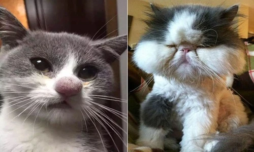 Mèo cưng gặp họa thảm thương vì dám trêu ong 