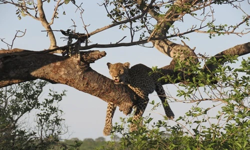 Hình ảnh hiếm thấy của những mãnh thú châu Phi