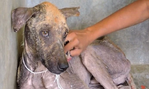 Chú chó dị ứng với người phục hồi đáng kinh ngạc