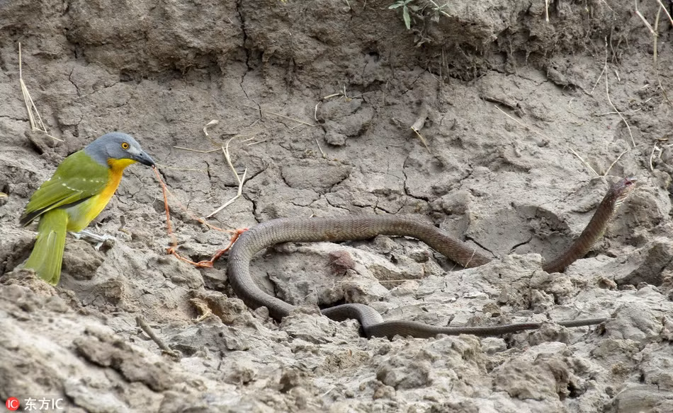 Lạ đời: Rắn dãy giụa, oằn mình trong móng vuốt chim nhỏ