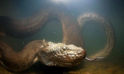 Ghê rợn rắn ăn thịt bạn tình sau khi mây mưa 