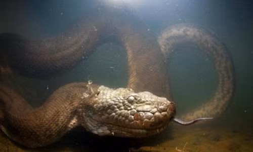 Ghê rợn rắn ăn thịt bạn tình sau khi mây mưa 