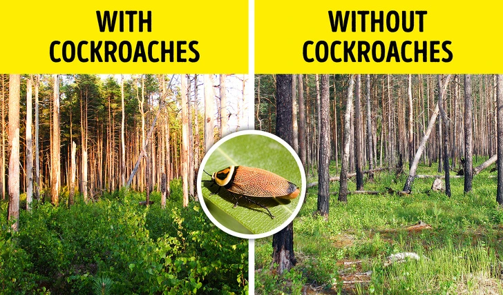 Viễn cảnh kinh hoàng khi côn trùng biến khỏi Trái đất hoàn toàn