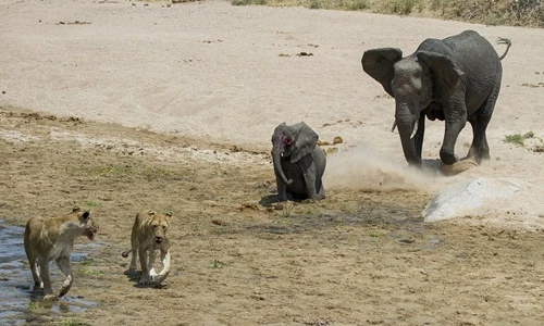 Voi con chết thảm khi lọt vào “vùng chết” của sư tử