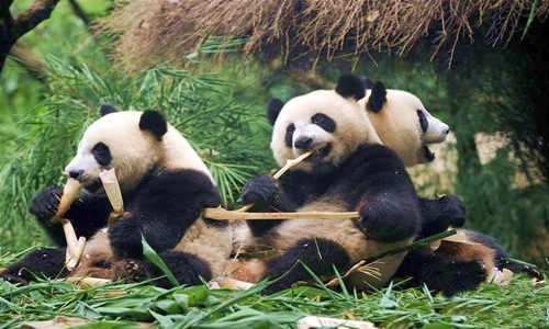 Gấu trúc khổng lồ cai sữa siêu đáng yêu 