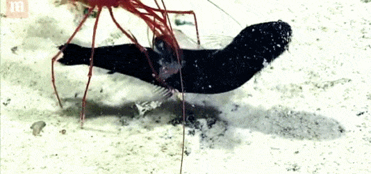 Ngoạn mục khoảnh khắc tôm sát thủ săn bắt cá