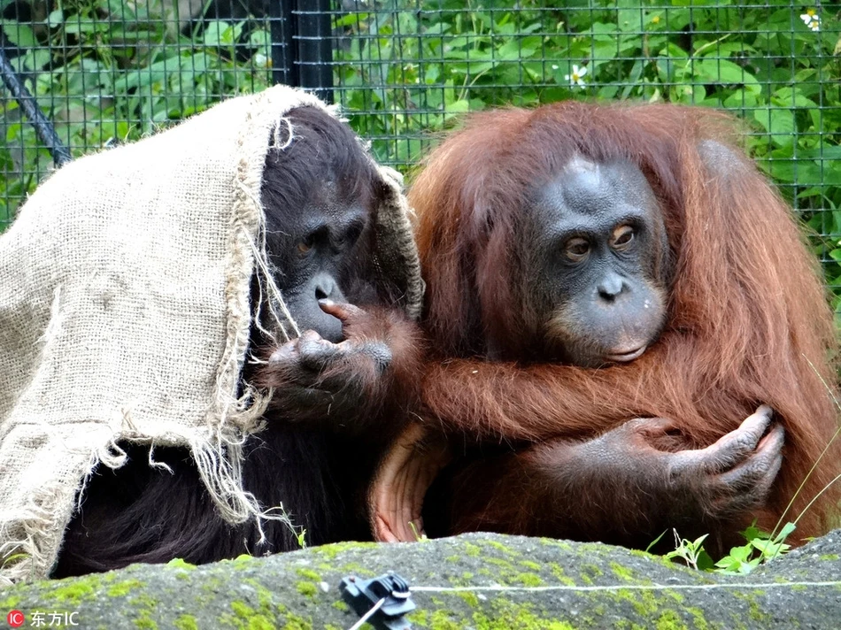 Học hỏi cách khiến “mùa đông không lạnh” của động vật hoang dã