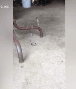 Rắn độc chết thảm khi sa lưới nhện lưng đỏ