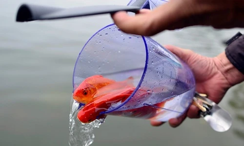 Dân thủ đô thả cá chép sớm tiễn Táo quân chầu trời