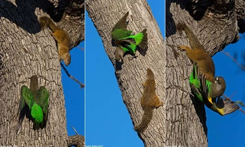 Khốc liệt trận chiến giành nơi ở giữa vẹt và sóc 