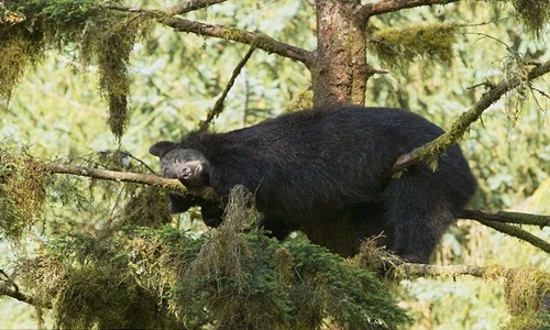Gấu đen khổng lồ dùng “khinh công” ngủ trên cây
