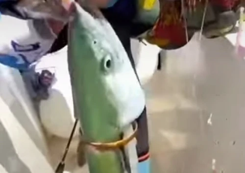 Kỳ quái chuyện “cá thành tinh” tự mang vàng chuộc thân