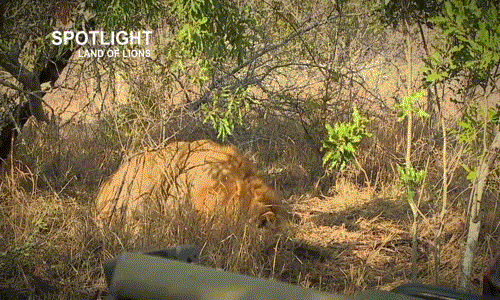 Sốc cảnh sư tử đực giết sư tử con rồi đem giấu xác