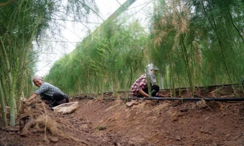 Video: Vườn măng tây cho thu nhập hàng triệu mỗi ngày ở Hà Nội