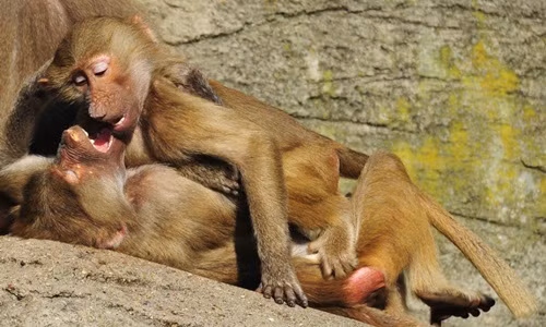 Ảnh siêu thú vị về cuộc sống của khỉ trong vườn thú