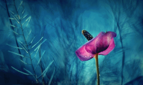 Những bông hoa ma thuật tuyệt đẹp ở Ba Lan