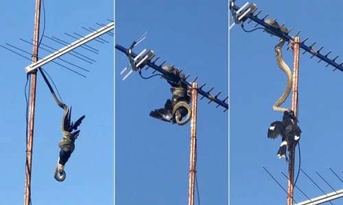 Khiếp đảm cảnh trăn khổng lồ săn mồi trên ăng ten