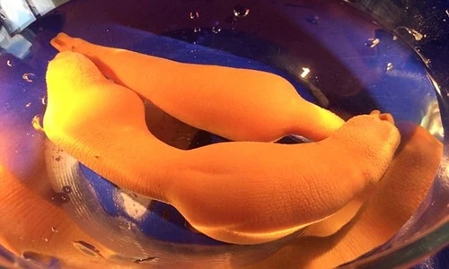 Ảnh “độc” loài sâu mũm mĩm, trông giống “của quý” gây đỏ mặt