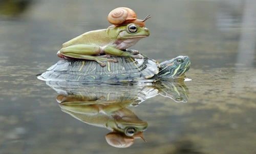 Ấn tượng rùa tốt bụng cõng cả ếch lẫn ốc sên