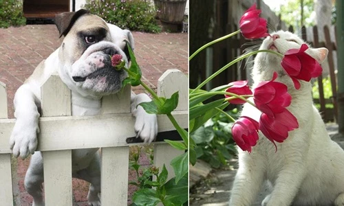 Khi động vật cũng "thưởng hoa" vô cùng say mê