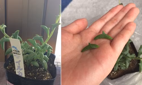 Kỳ quặc loài cây có lá hệt như cá heo