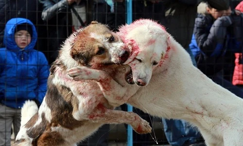 Chọi chó đẫm máu ở Kyrgyzstan tiếp tục gây kinh hoàng