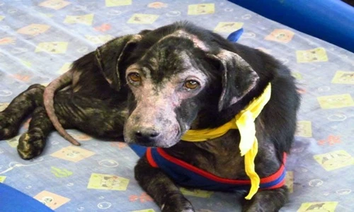 Kỳ lạ chú chó dị ứng với con người