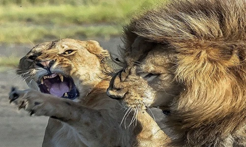 Khi động vật hoang dã không nể nang đồng loại