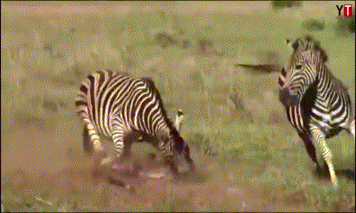 Kinh hoàng cảnh ngựa vằn đực giết chết con của đồng loại