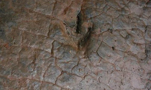 Lũ qua đi, vết tích cực lạ xuất hiện khiến ai cũng kinh ngạc