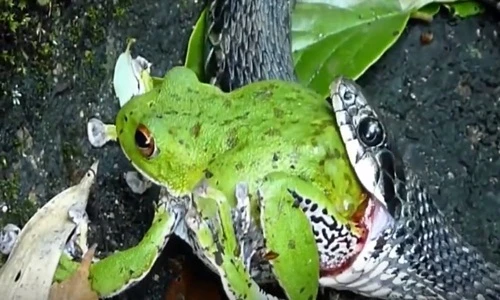 Rợn người màn cắn nuốt ếch xanh của rắn độc