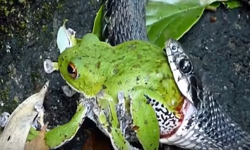 Rợn người màn cắn nuốt ếch xanh của rắn độc