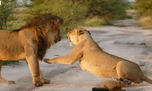 Sư tử cái gầm thét với sư tử đực bảo vệ... cáo