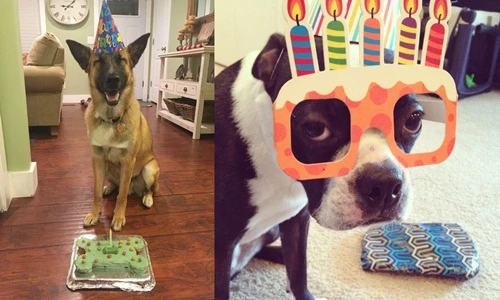 Chết cười mặt ngố của động vật trong ngày sinh nhật 