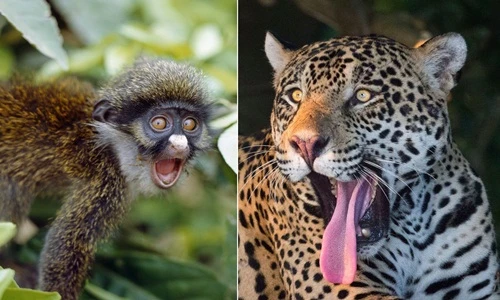 Cực hài những khoảnh khắc động vật hoang dã ngạc nhiên trố mắt