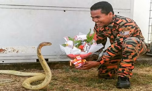 Rùng mình cảnh người đàn ông nuôi rắn hổ mang như con trai 