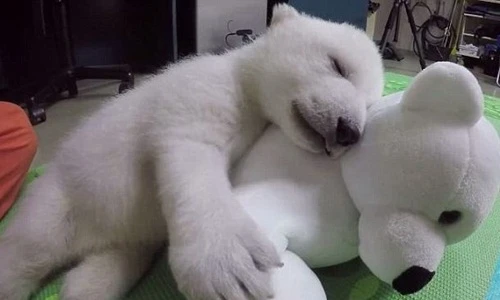 Nhói lòng gấu Bắc cực bị mẹ bỏ rơi gắng gượng sống