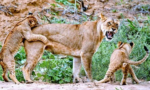 Cận cảnh gia đình sư tử miệt mài học kỹ thuật đi săn