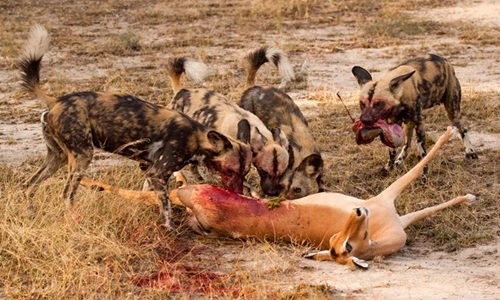 Cận cảnh màn săn mồi đẫm máu của chó hoang châu Phi