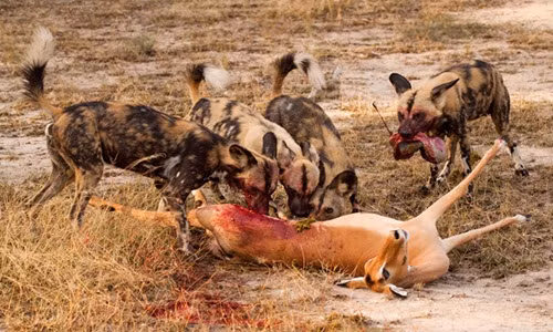 Cận cảnh màn săn mồi đẫm máu của chó hoang châu Phi 