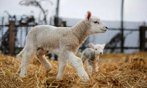 Cừu khổng lồ vừa ra đời đã lớn gấp 6 lần anh em