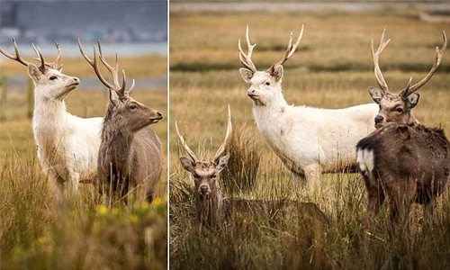 Ảnh độc về loài hươu trắng quý hiếm ở Anh