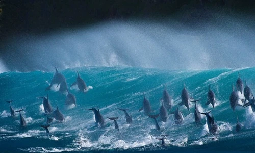 Những khoảnh khắc ấn tượng nhất của động vật hoang dã (1)