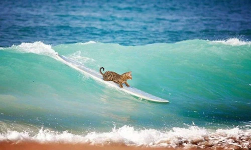 Simba cô mèo tinh nghịch yêu thích thể thao